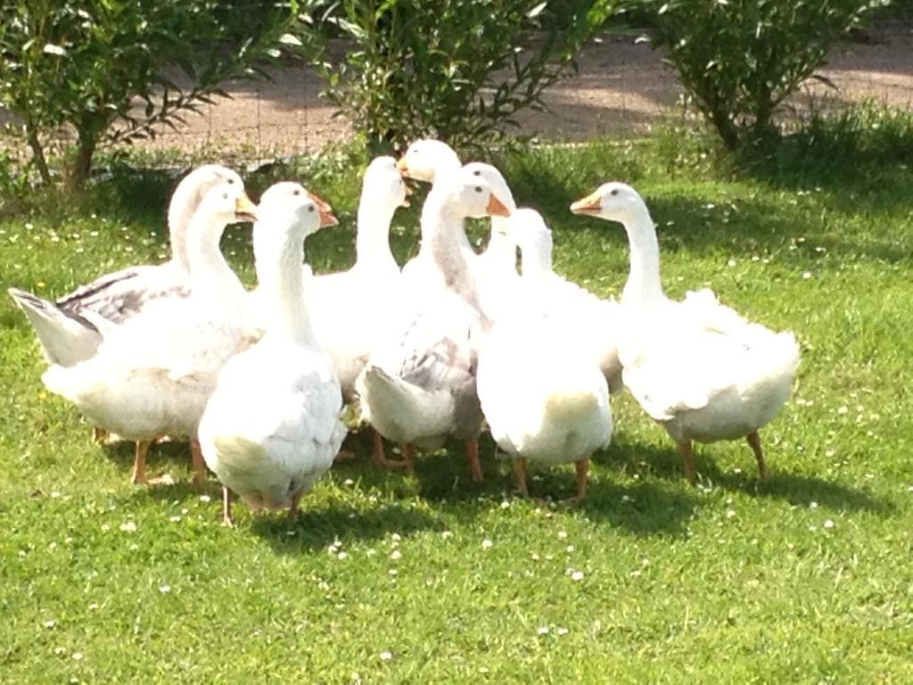 Willow Court Farm The Lodge & Petting Farm, 8 Mins From Legoland & Windsor, 15 Mins From Lapland Uk Exterior photo