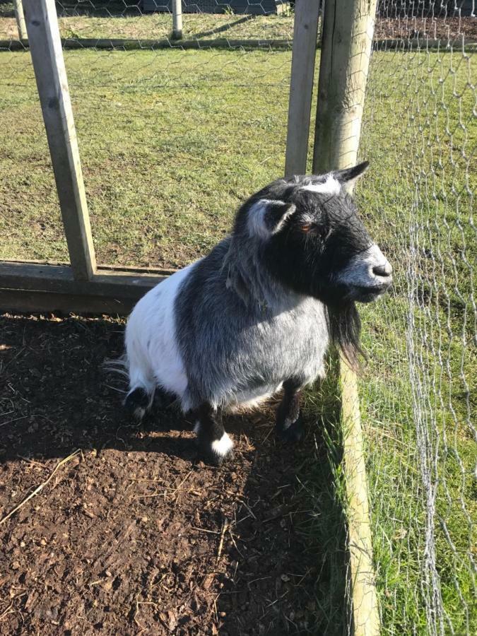 Willow Court Farm The Lodge & Petting Farm, 8 Mins From Legoland & Windsor, 15 Mins From Lapland Uk Exterior photo