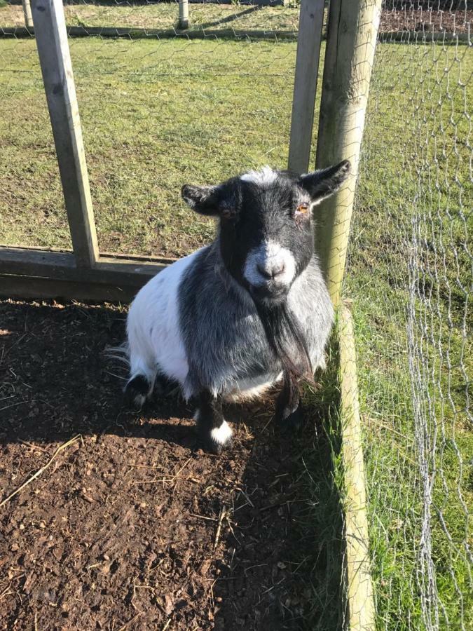 Willow Court Farm The Lodge & Petting Farm, 8 Mins From Legoland & Windsor, 15 Mins From Lapland Uk Exterior photo